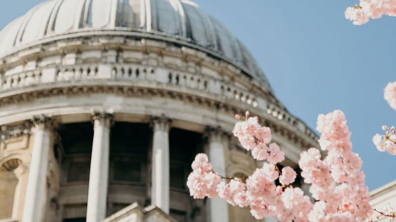 London Cherry Blossoms