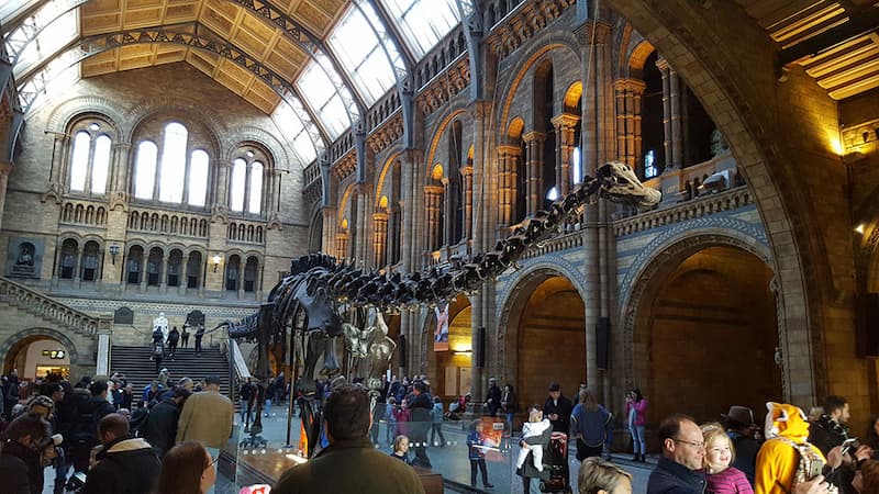 Dippy the diplodocus