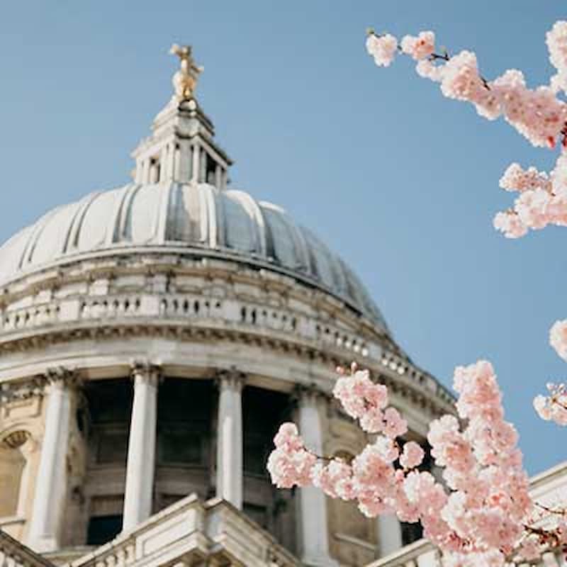 London Cherry Blossoms